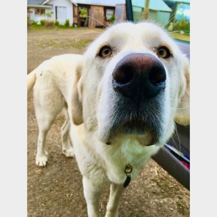 Mighty Huck and Pastured Duck